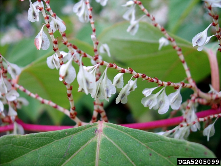 Reynoutria japonica