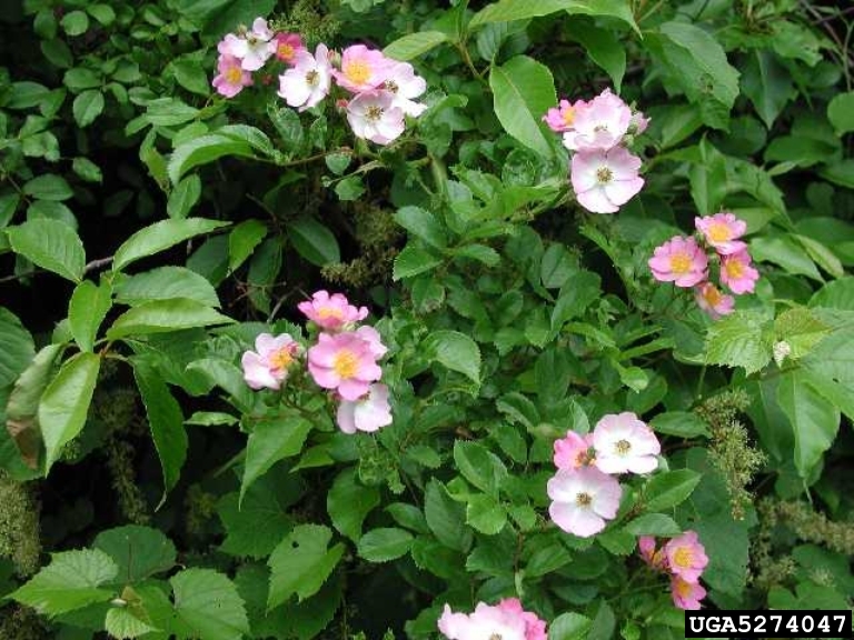 Rosa multiflora