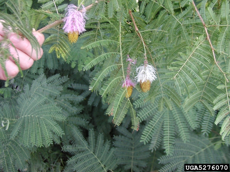 Dichrostachys cinerea ssp. africana