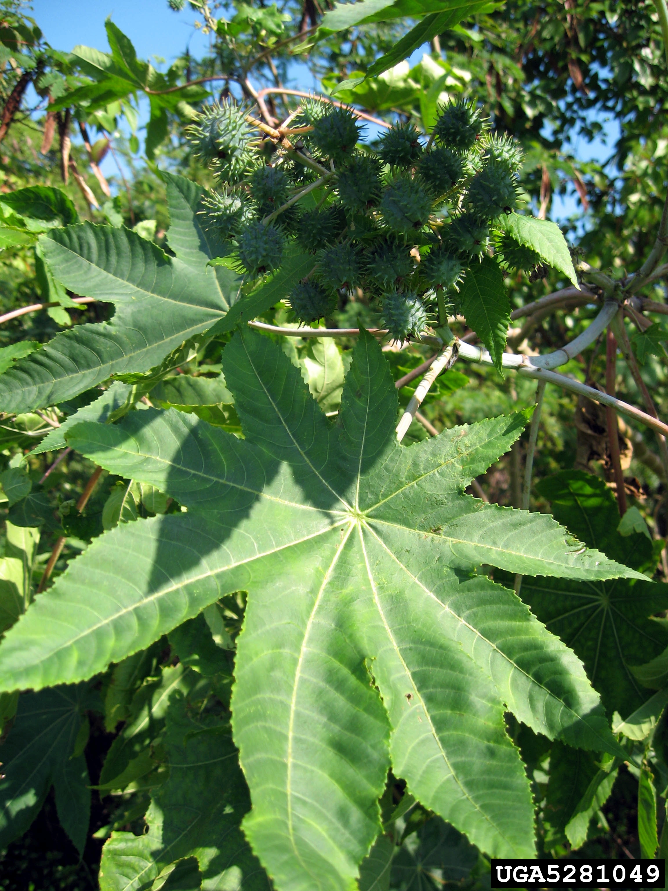 Ricinus communis