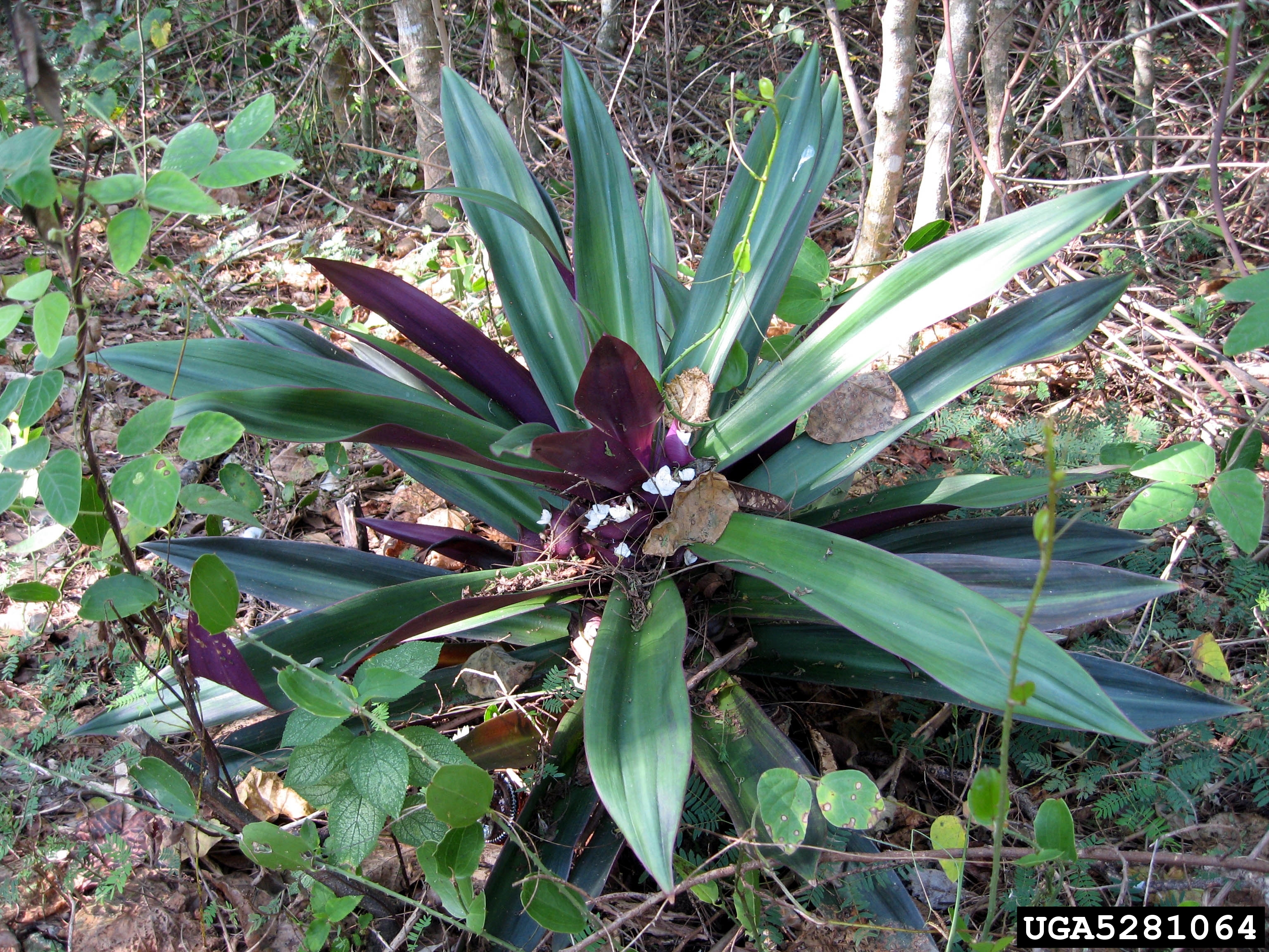 Tradescantia spathacea