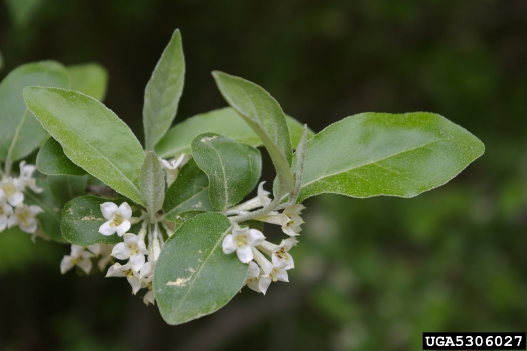 Elaeagnus umbellata