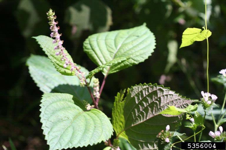 Perilla frutescens