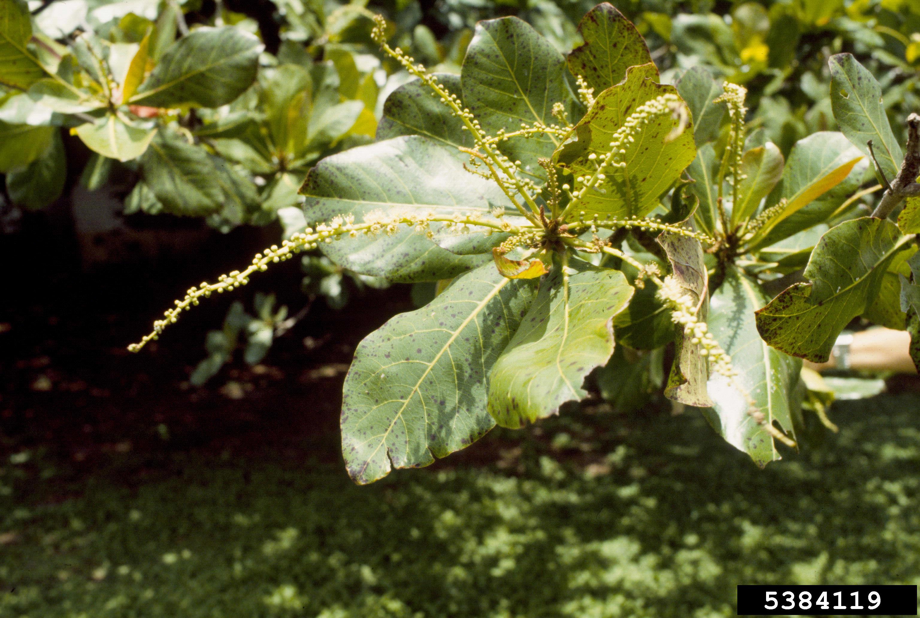 Terminalia catappa