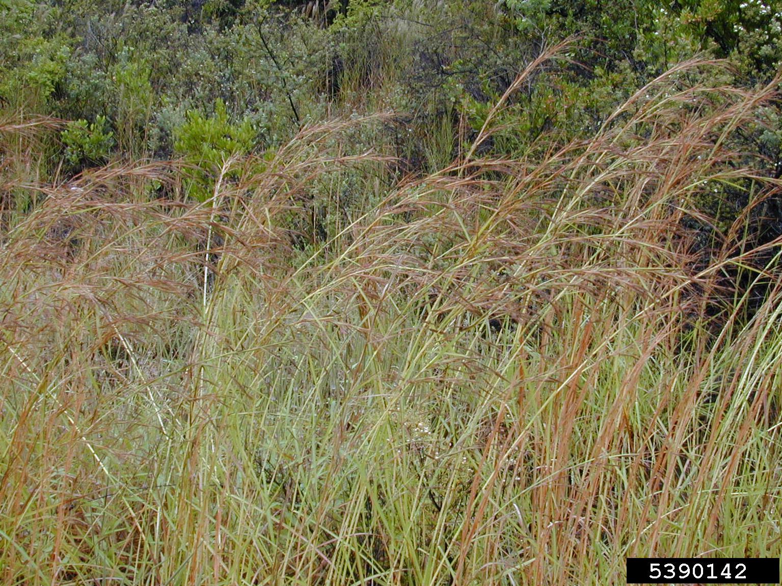 Hyparrhenia rufa