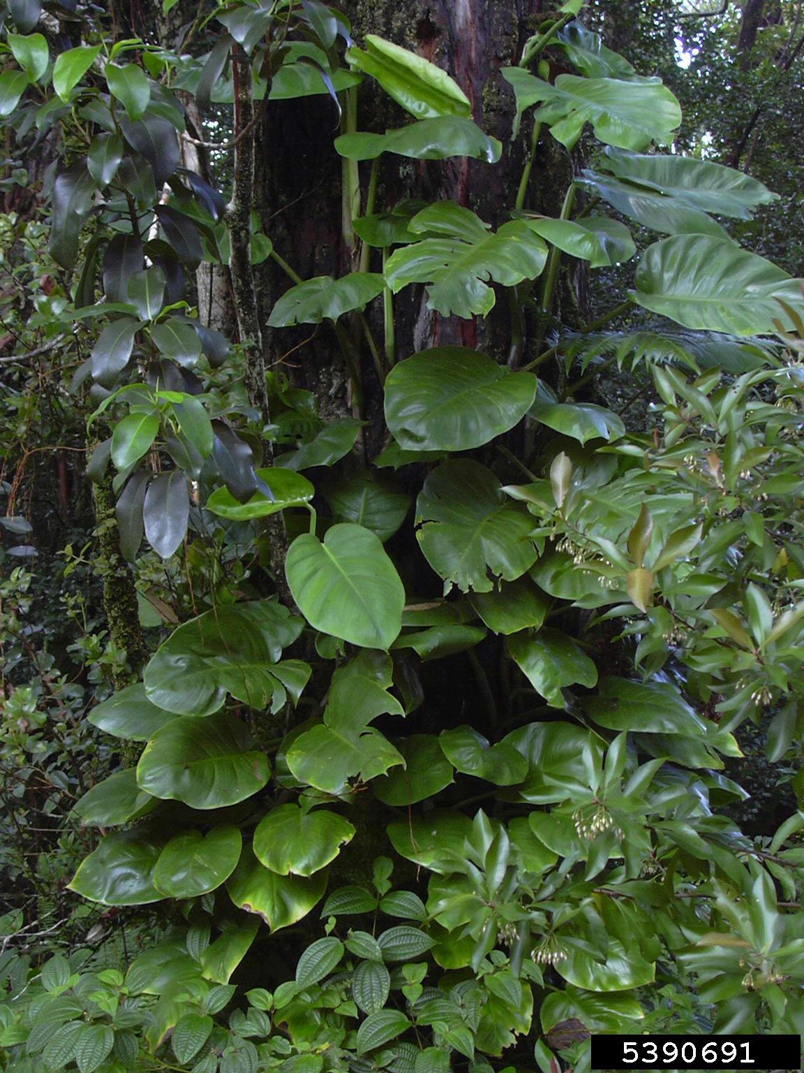 Epipremnum aureum