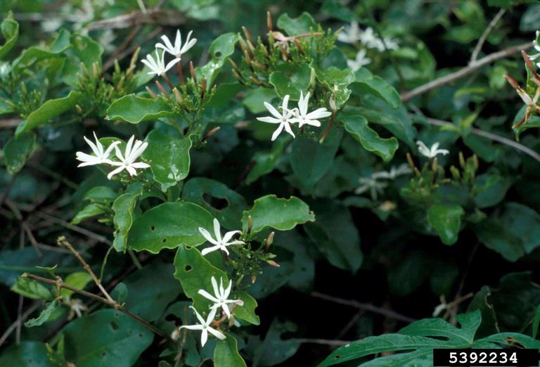 Jasminum dichotomum