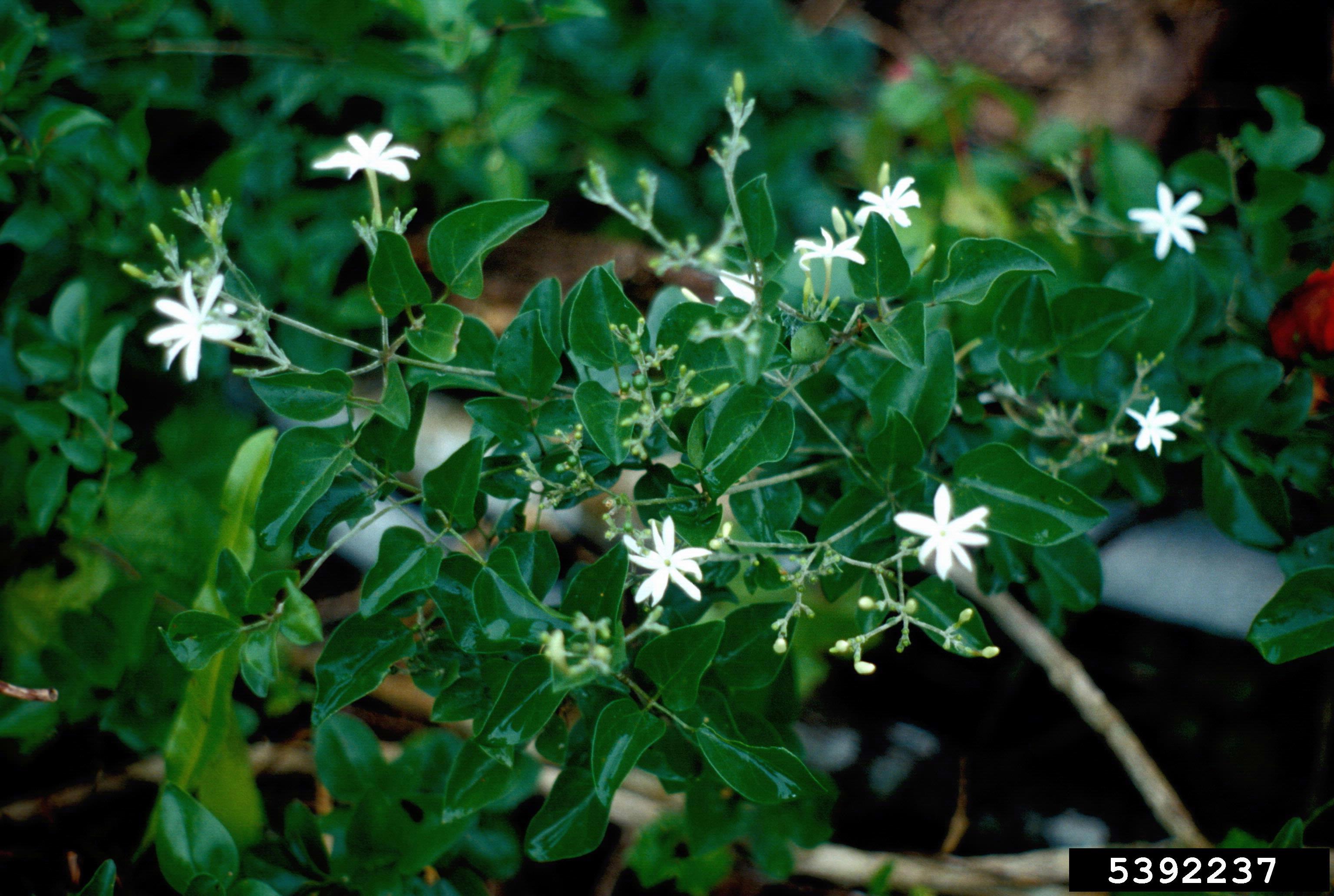 Jasminum fluminense