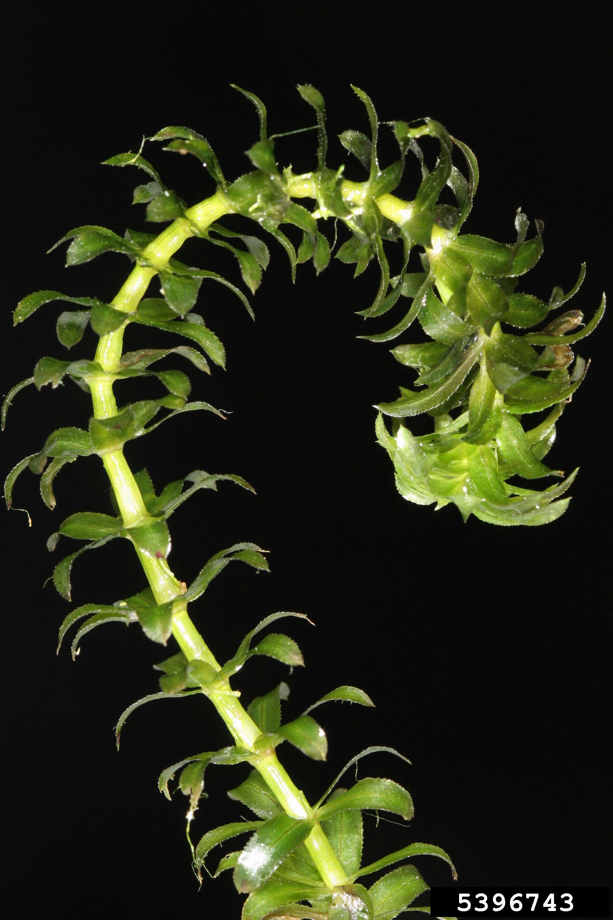 Hydrilla verticillata