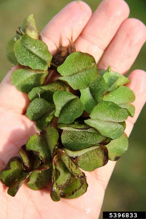 Salvinia molesta