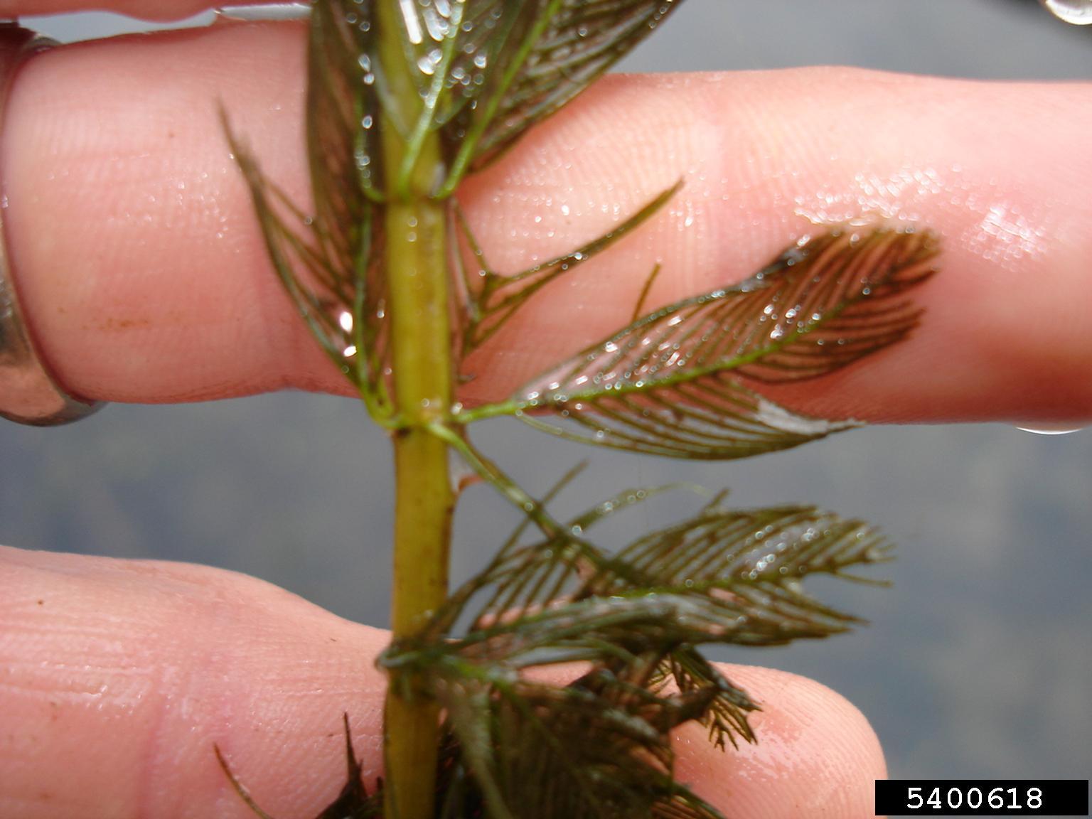 Myriophyllum spicatum