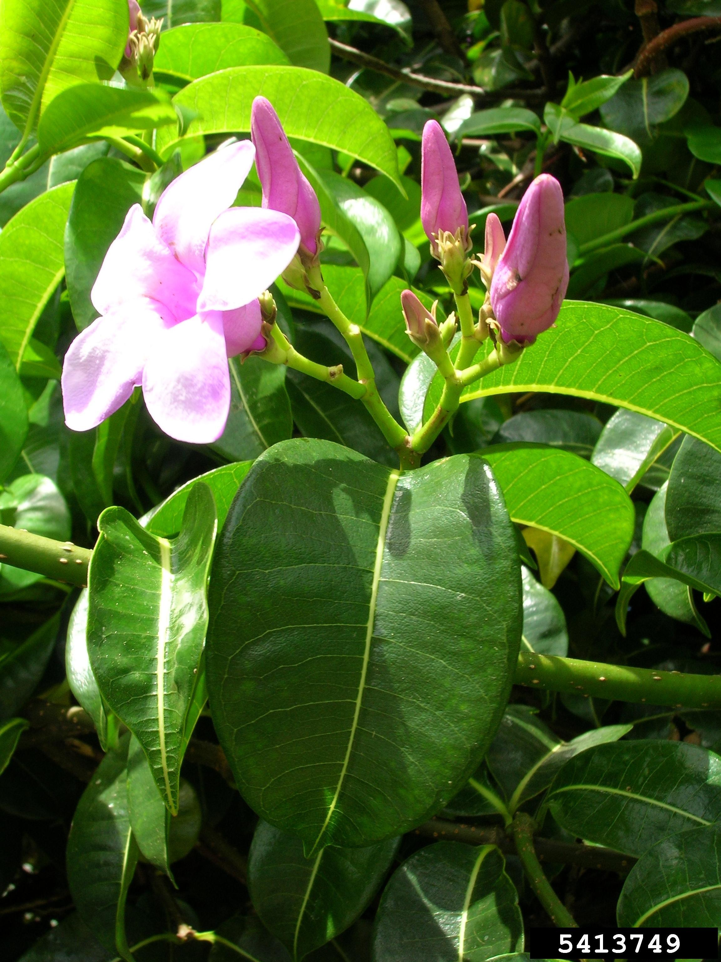 Cryptostegia madagascariensis