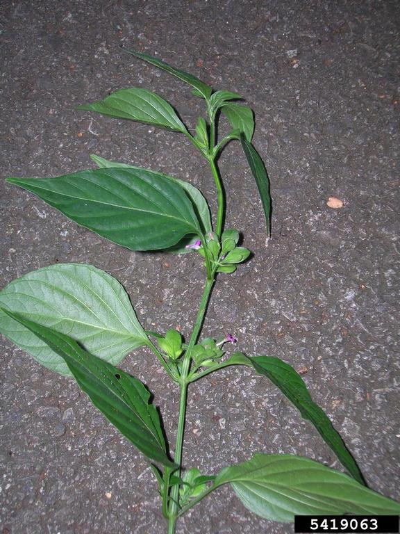 Ruellia blechum