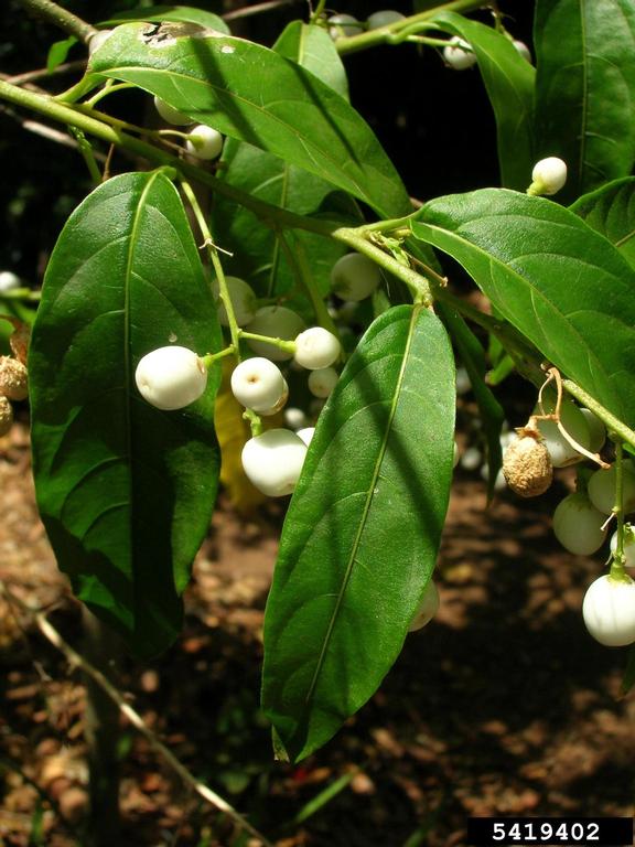 Cestrum nocturnum