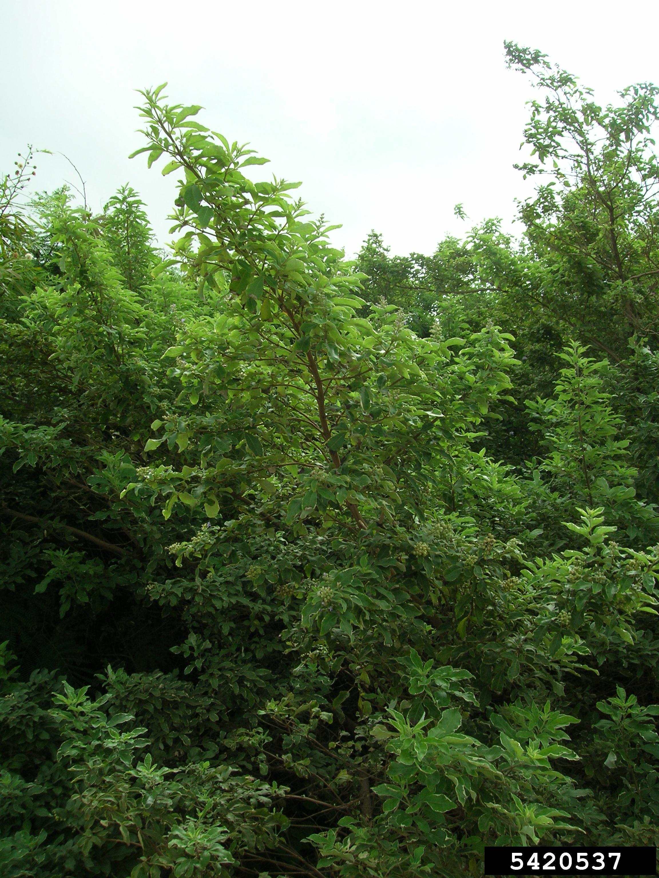 Vitex trifolia