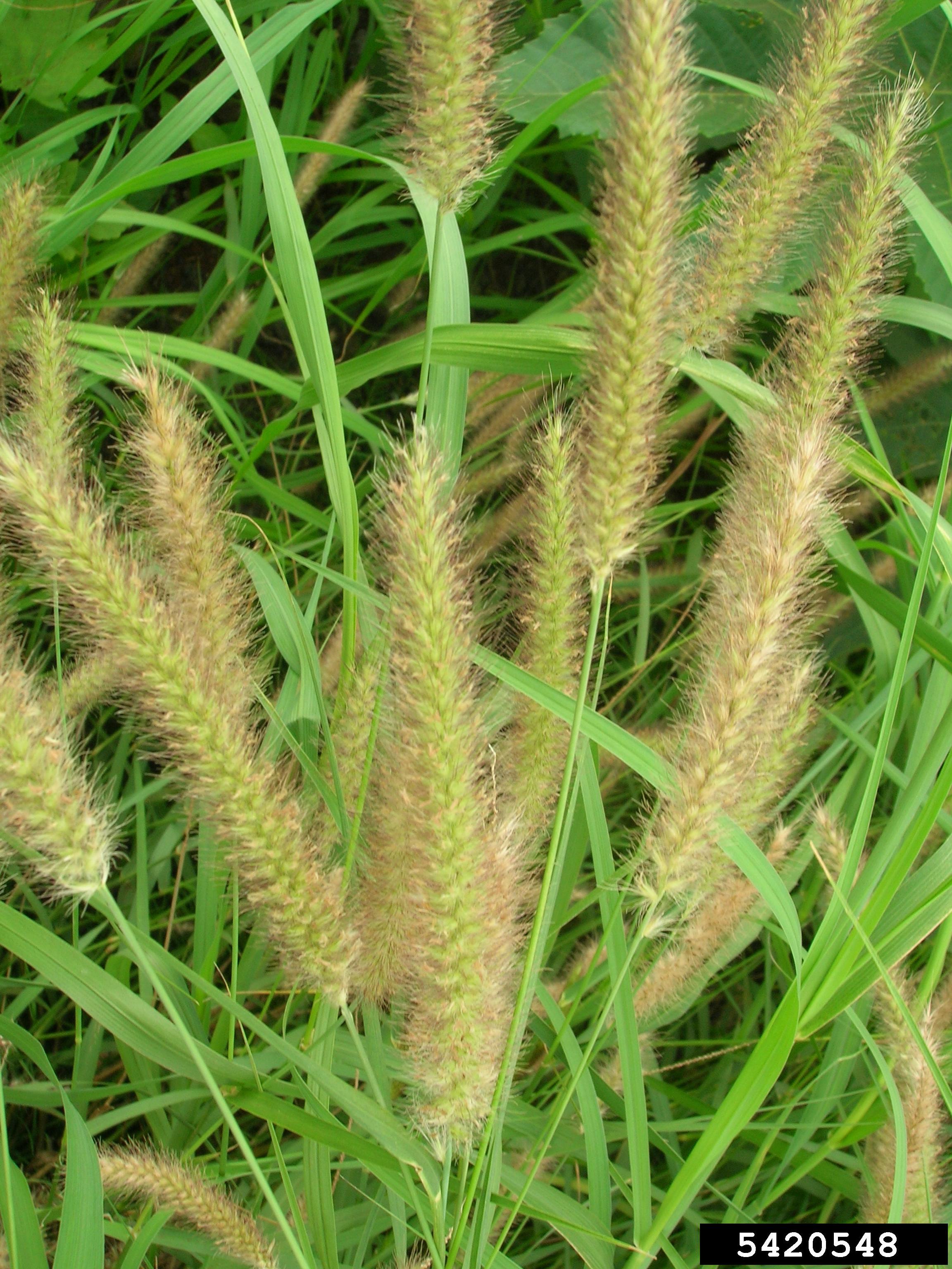 Pennisetum polystachion