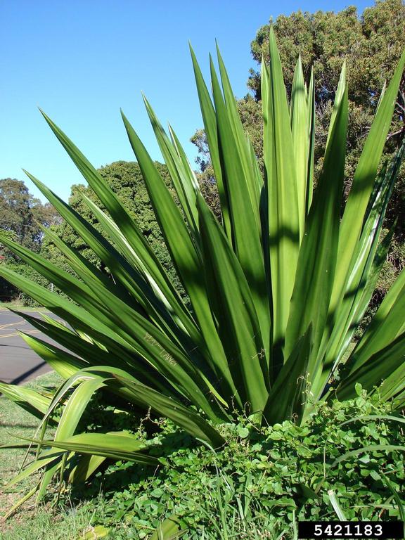 Furcraea foetida