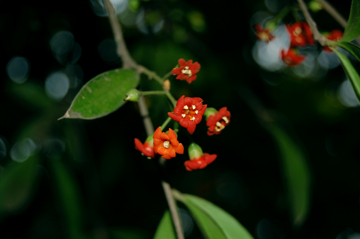 Bonellia macrocarpa