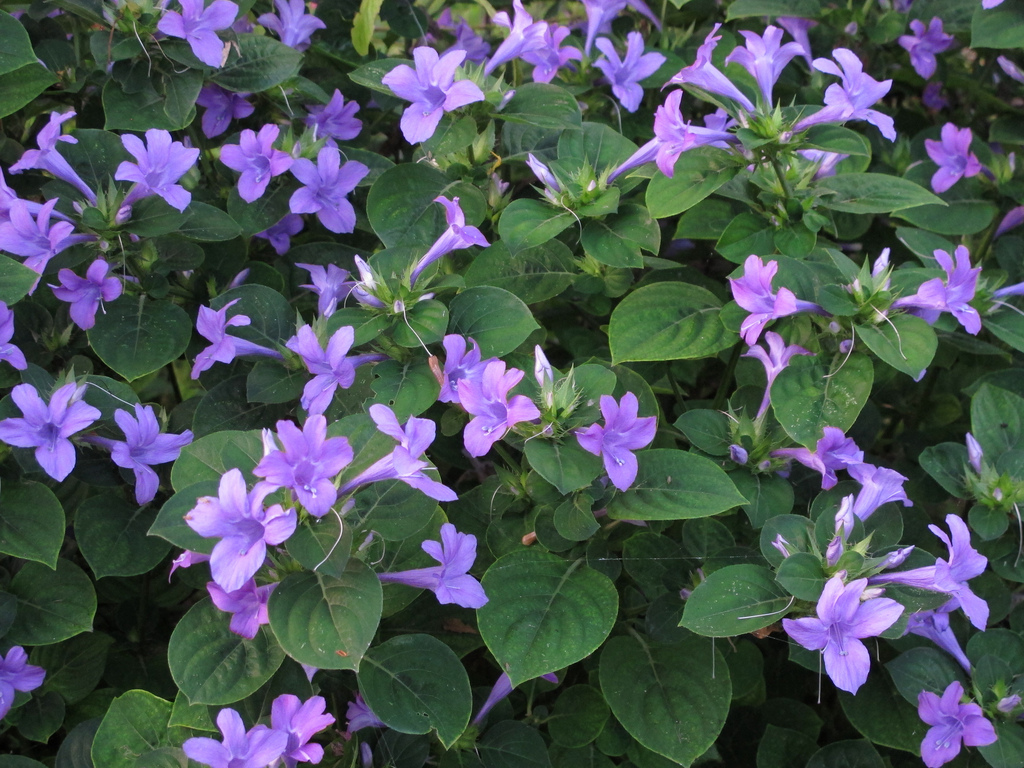 Barleria cristata