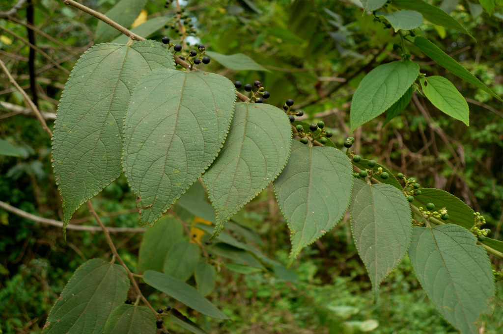 Trema orientalis