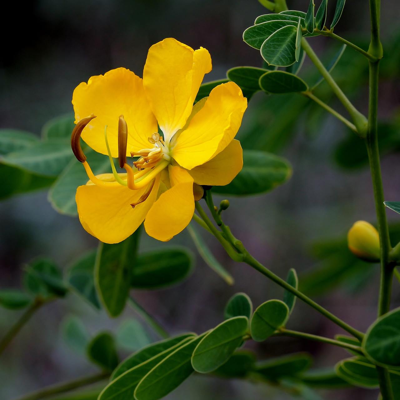 Senna pendula var. glabrata