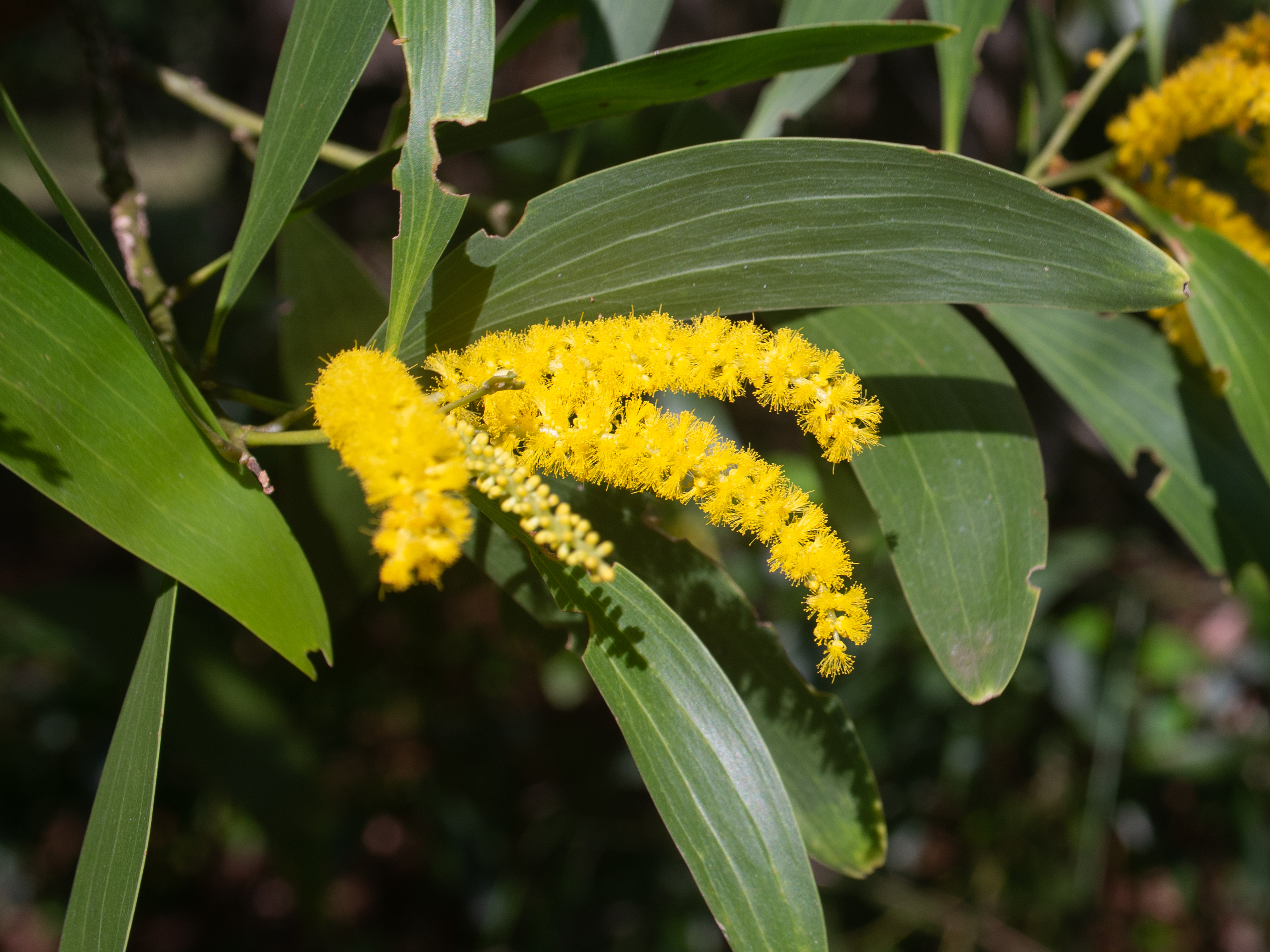 Acacia auriculiformis