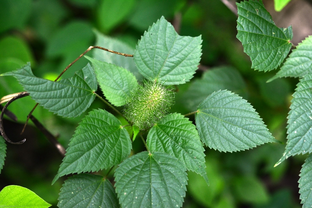 Top-down of leaves and beginning inflorescence