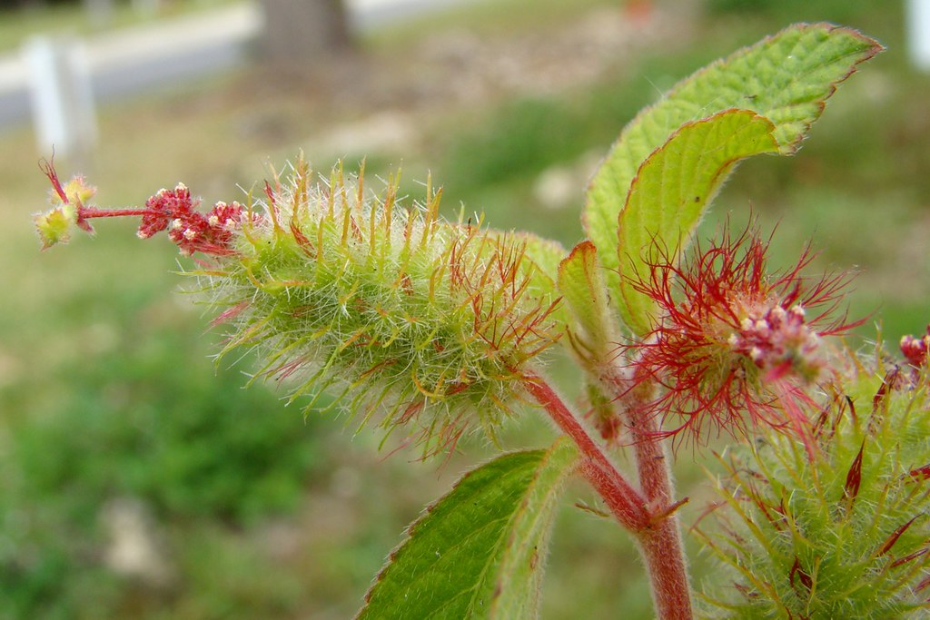 Red stem and flowers in an inflorescence 