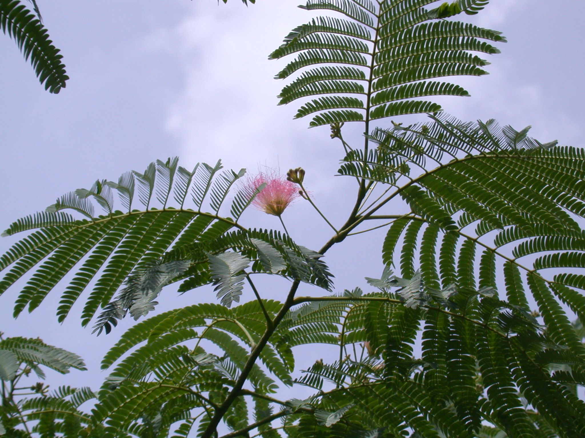 Twice compound leaves and radially symmetric flowers.