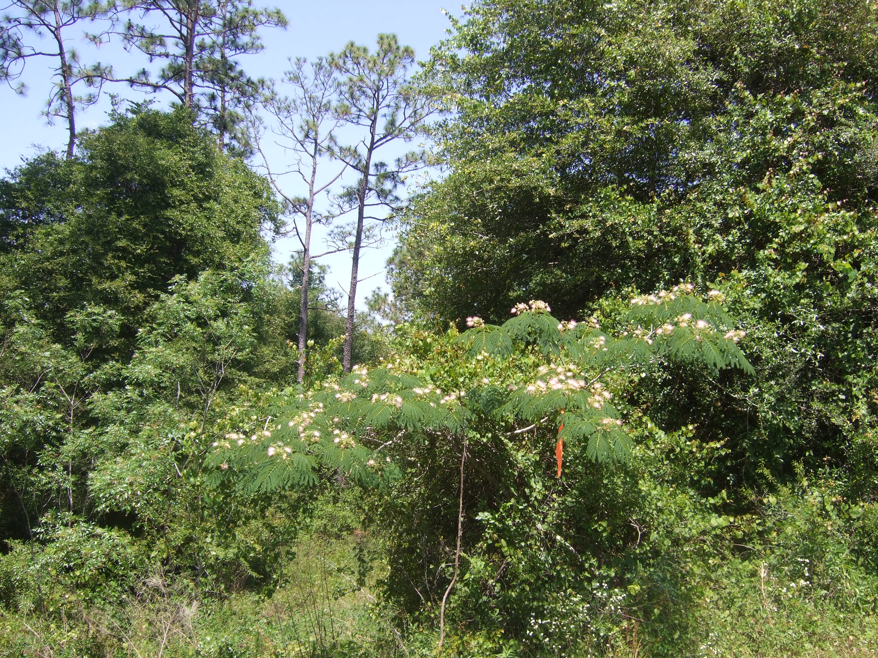 Mimosa exhibiting typical growth form.