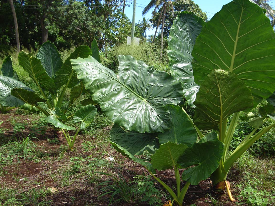 Alocasia macrorrhizos