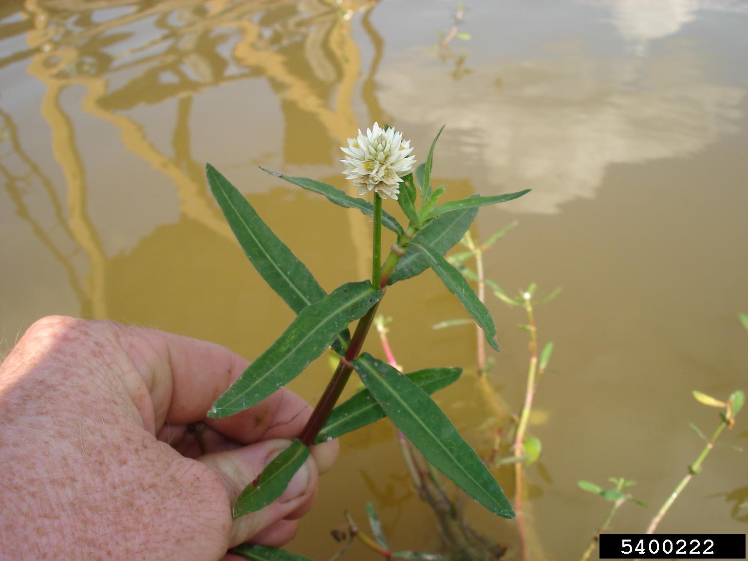 Flowering plant showing typical aquatic growing conditions.