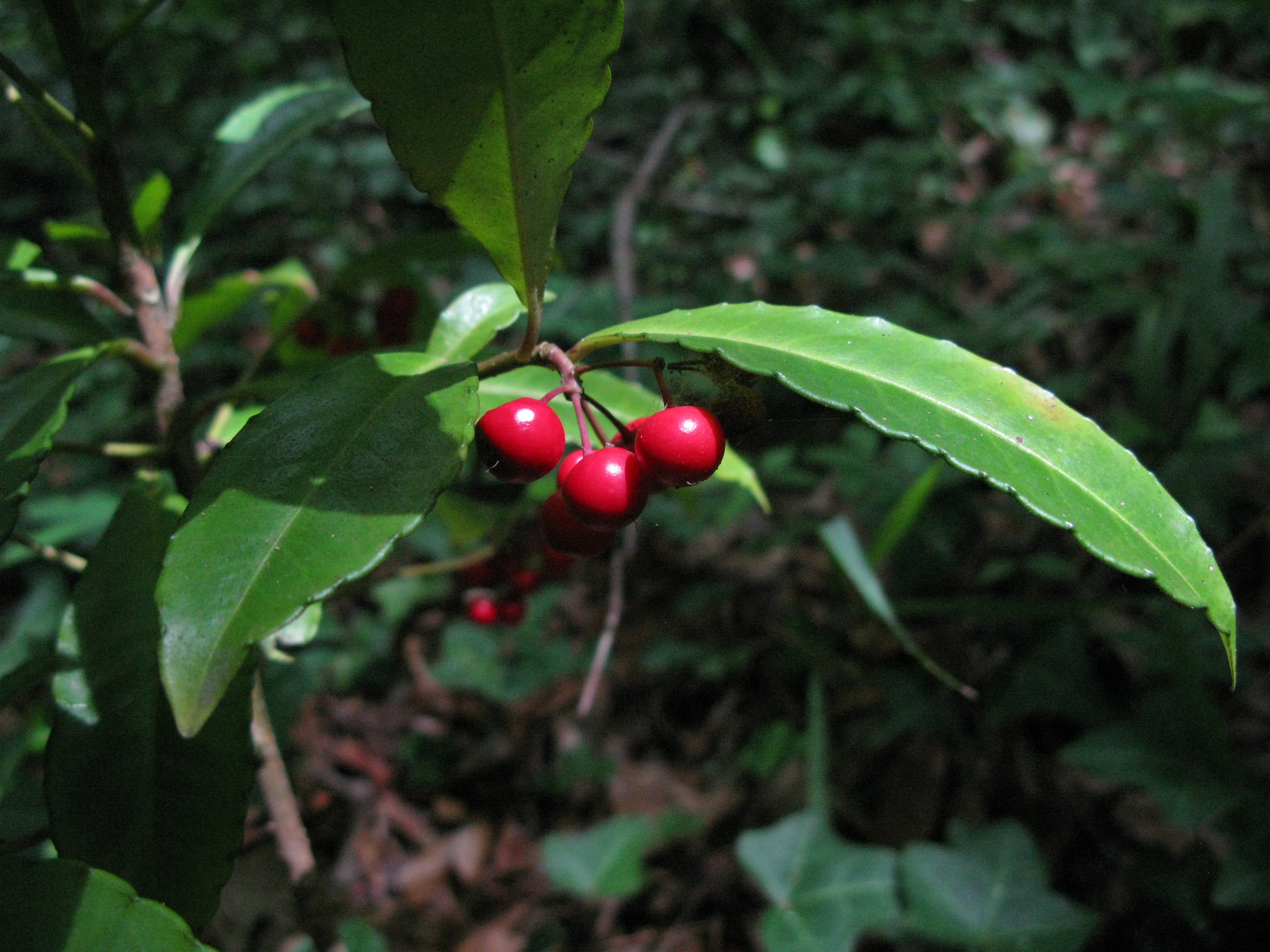 Coral Ardisia - University of Florida, Institute of Food and
