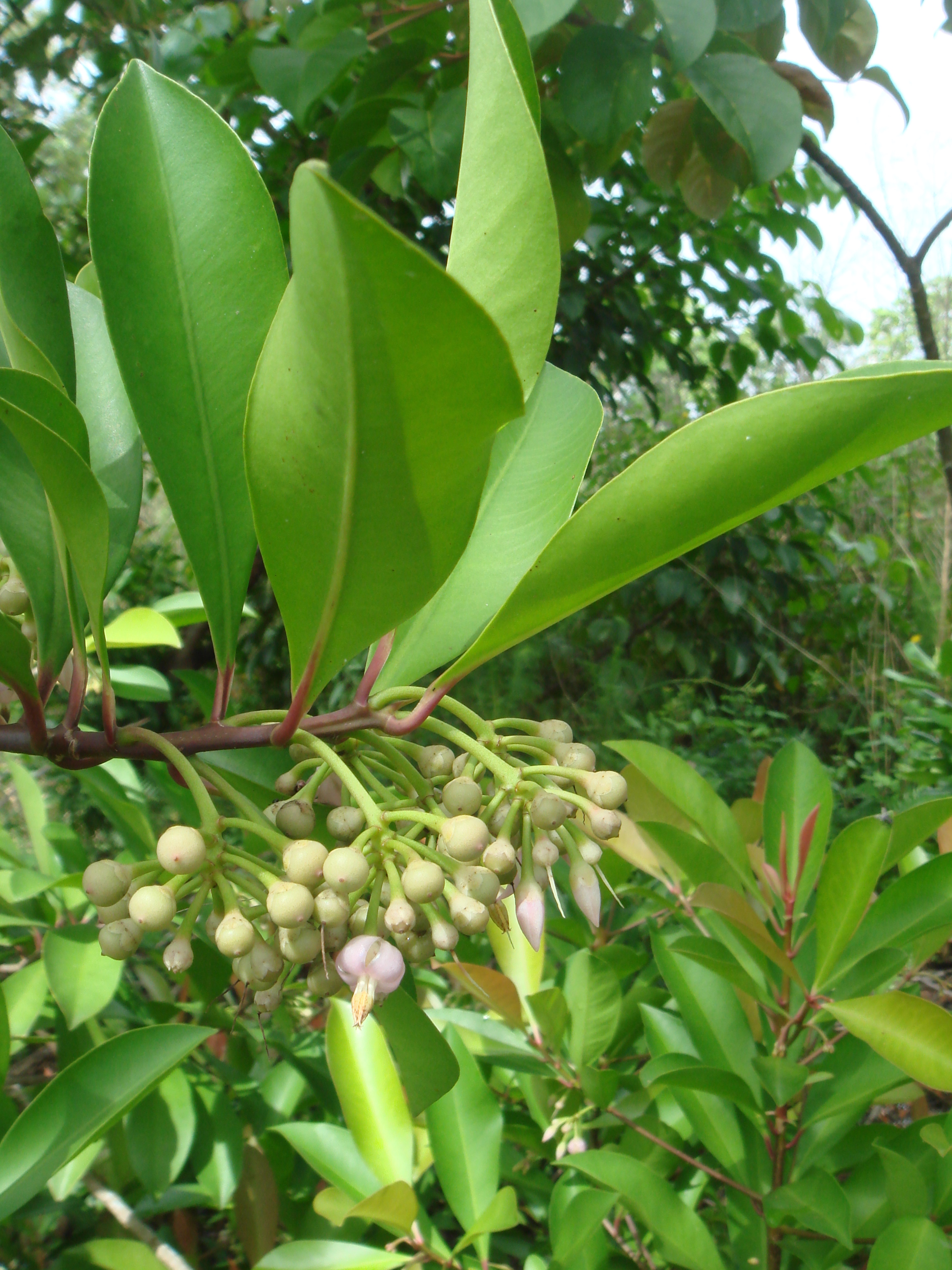 Ardisia elliptica