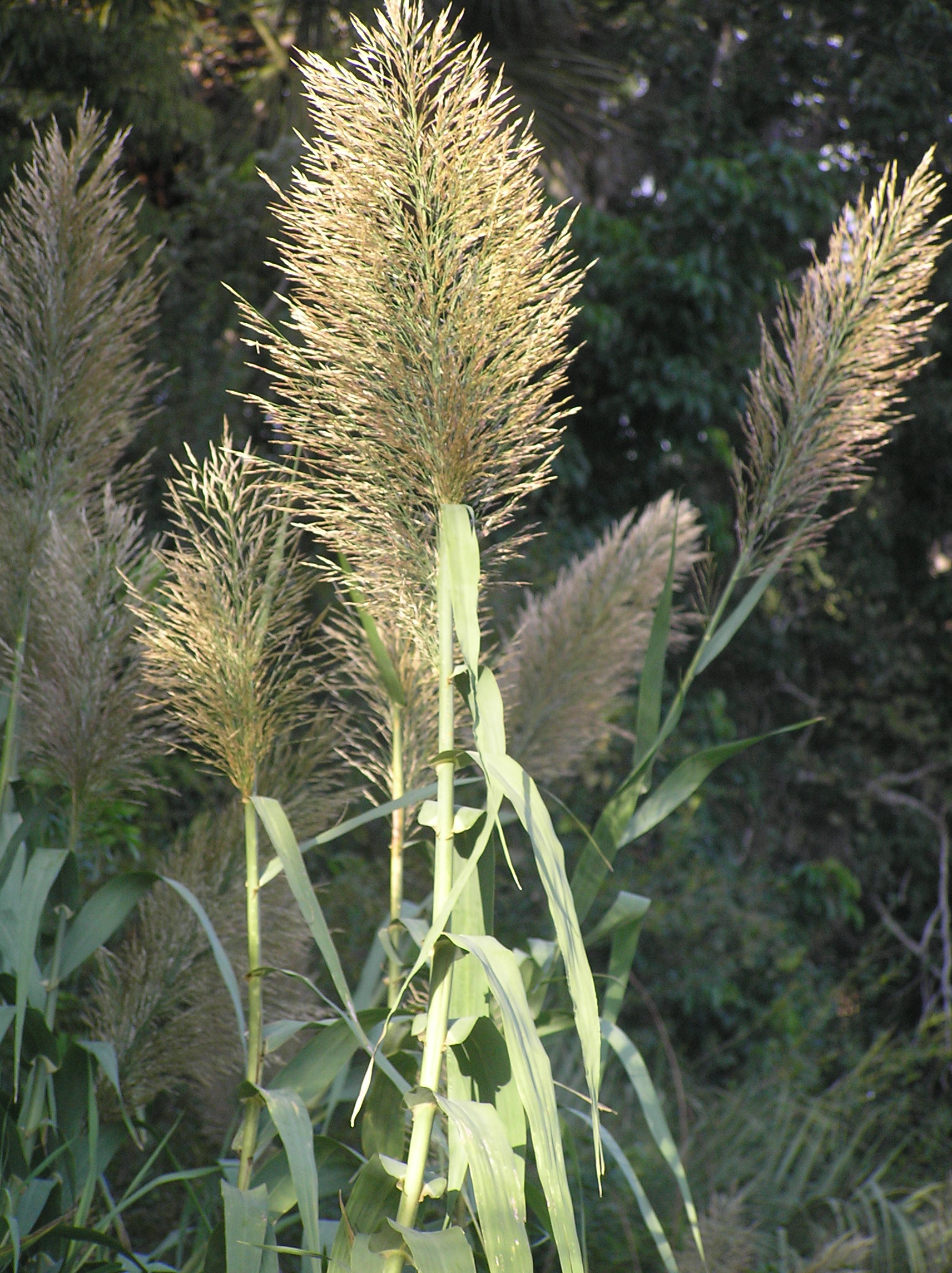 Arundo donax