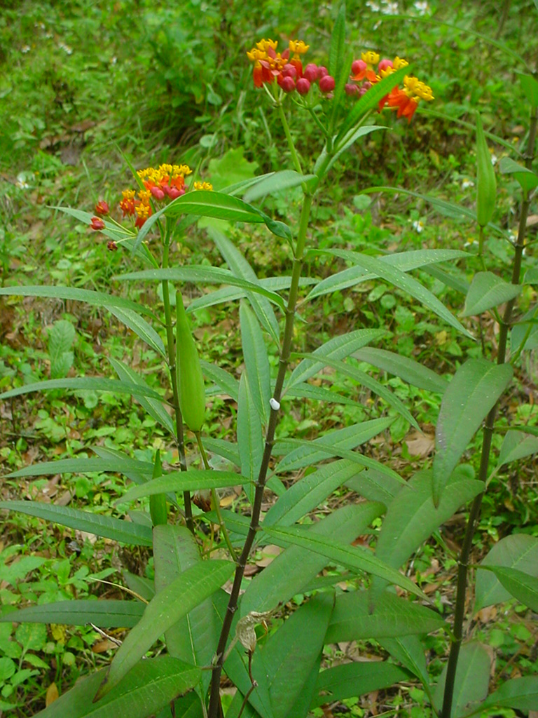 Asclepias curassavica