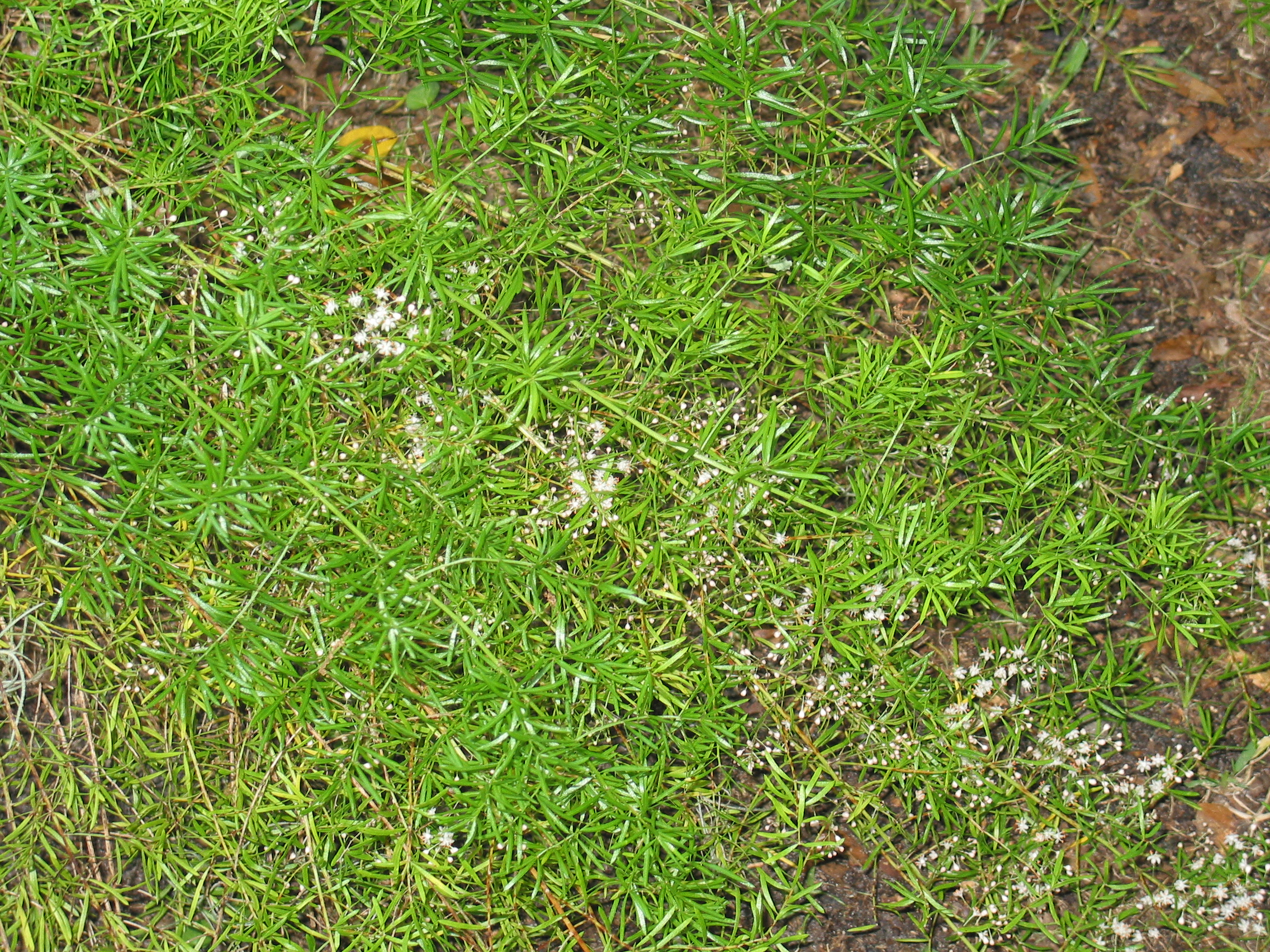 Flowering plant showing typical growth form.