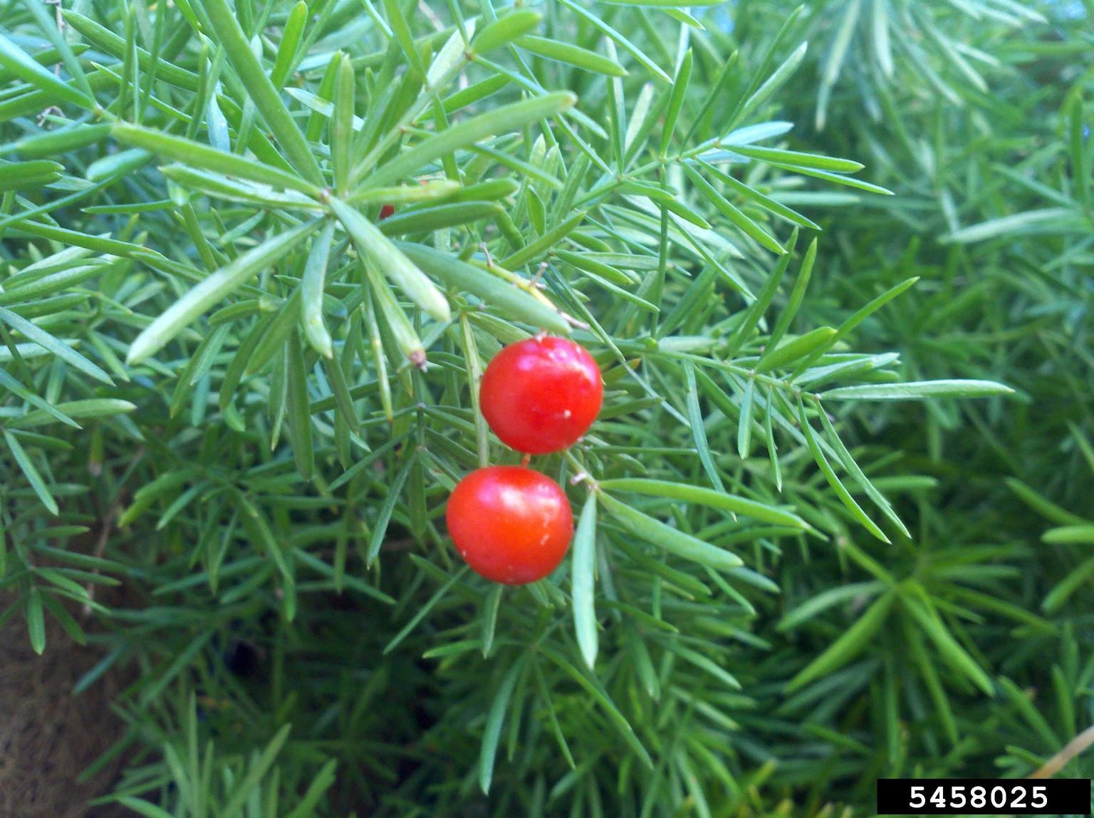 Close up of mature fruits.