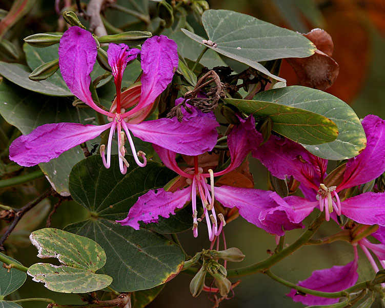 Bauhinia purpurea