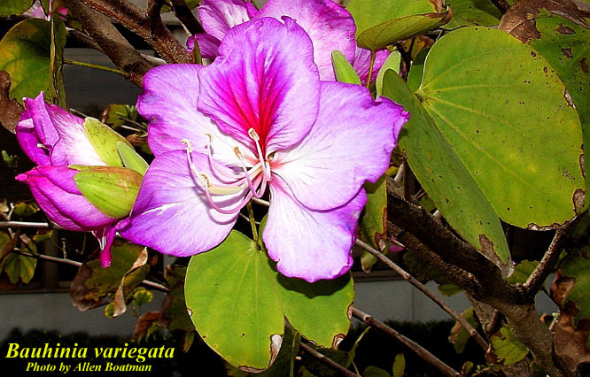 Bauhinia variegata