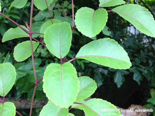 Causonis trifolia