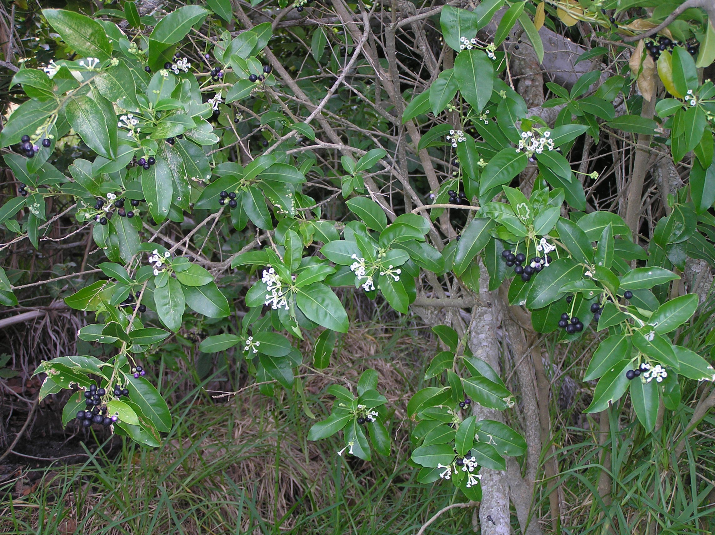 Cestrum diurnum