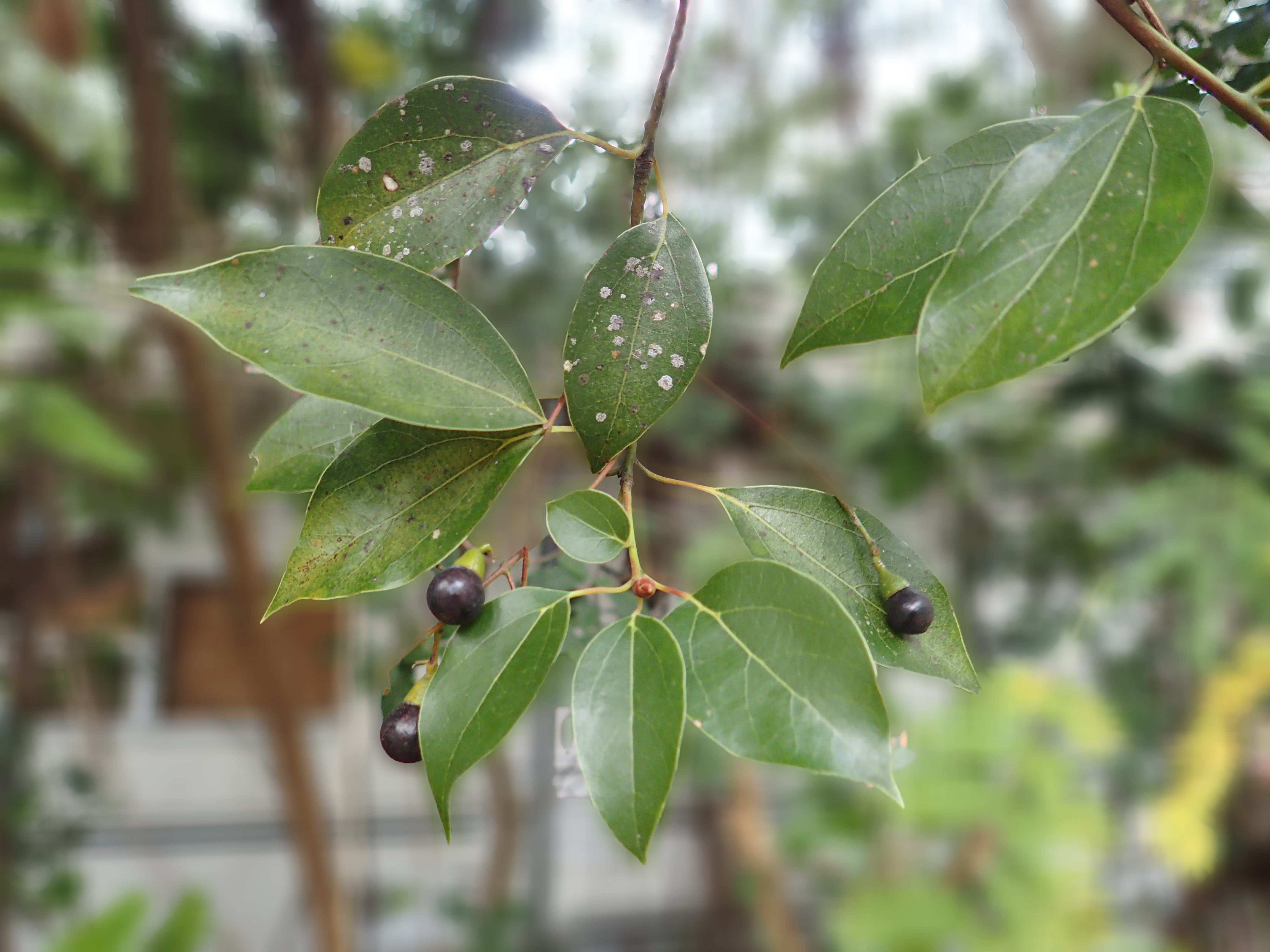Camphor tree with bluish-black mature fruits
