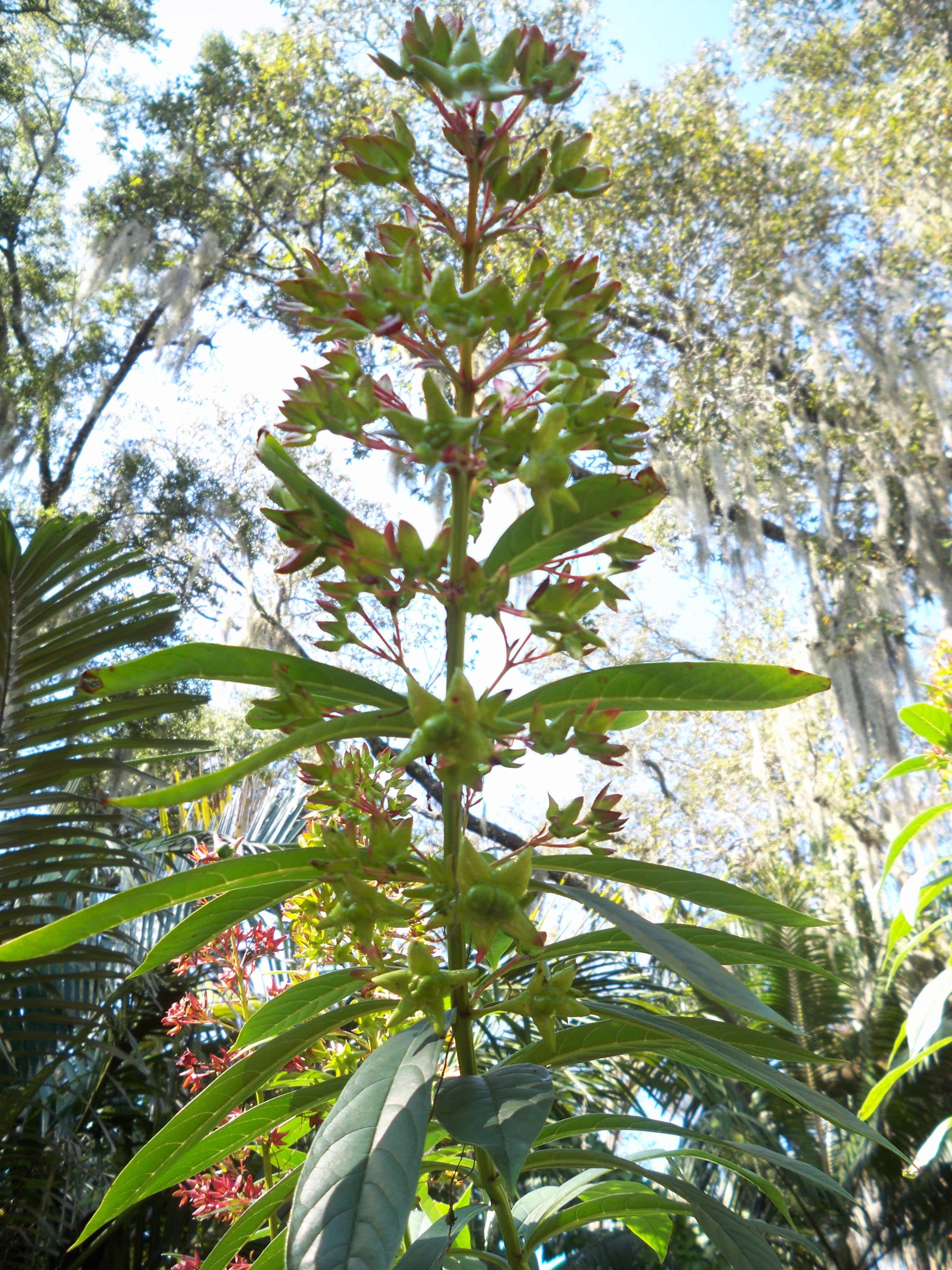 Plant apex showing early fruit development