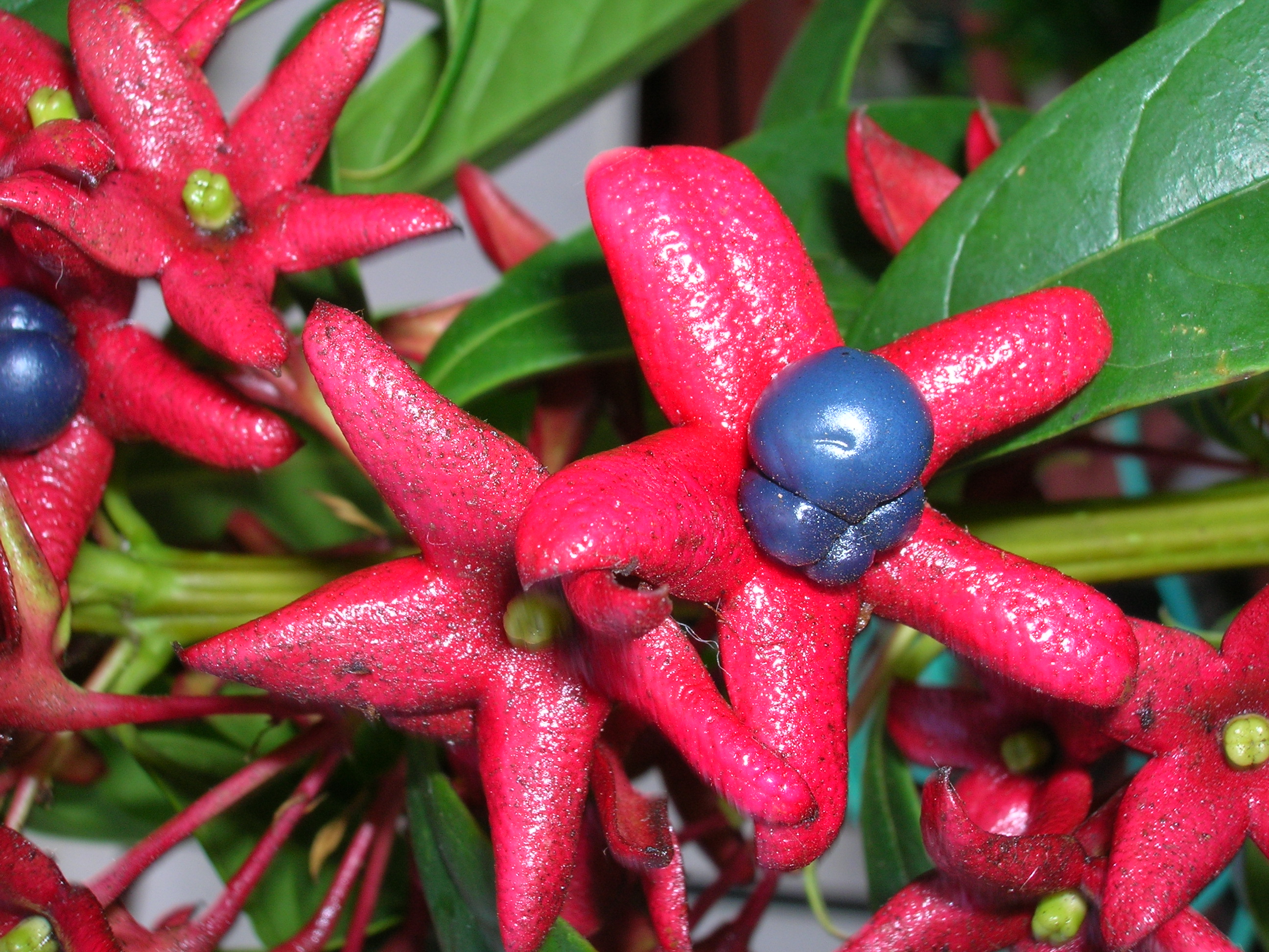 Close up of the black blue drupes surrounded by the red calyx.