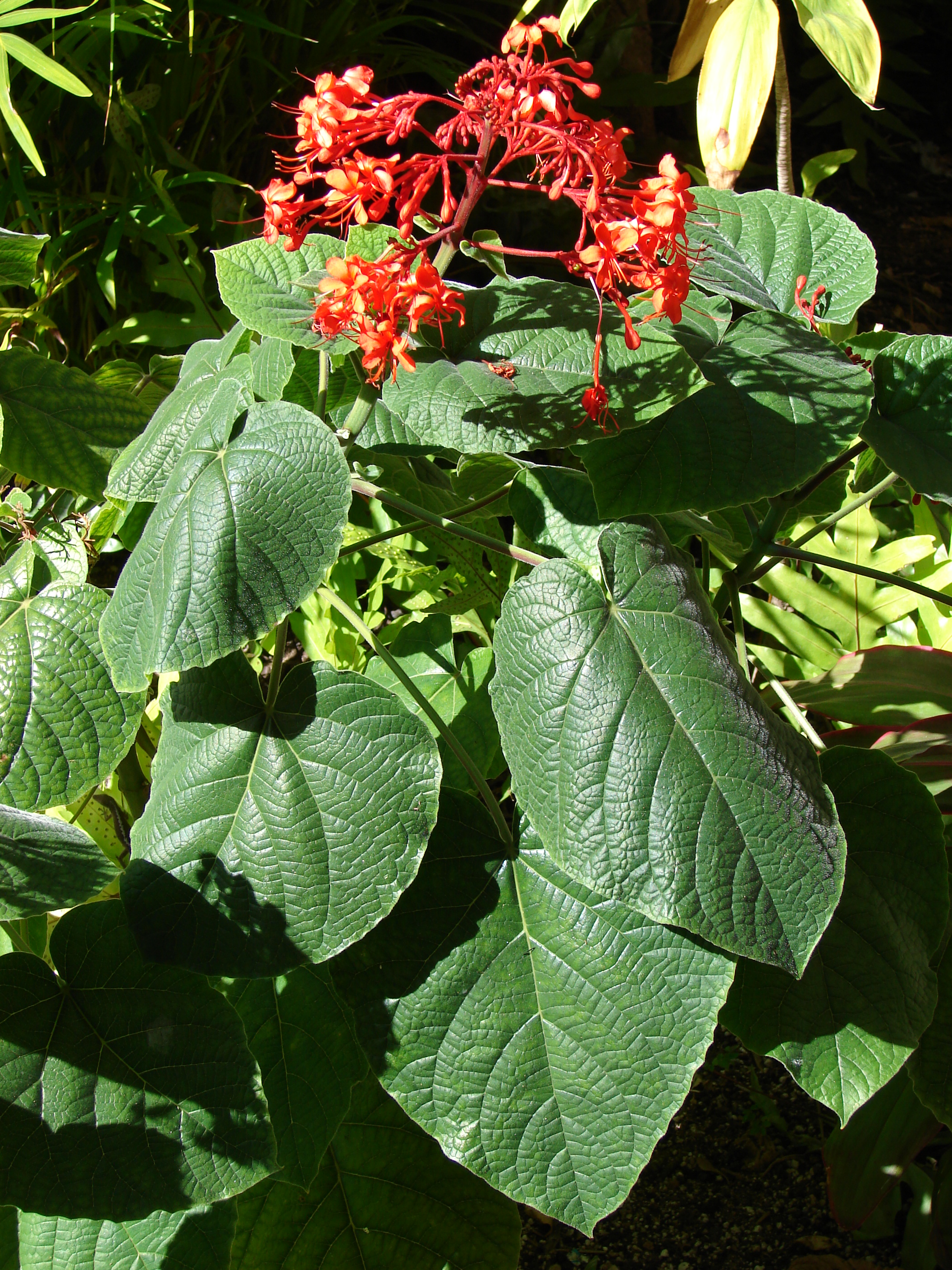 Terminal inflorescence and nearby heart shaped leaves