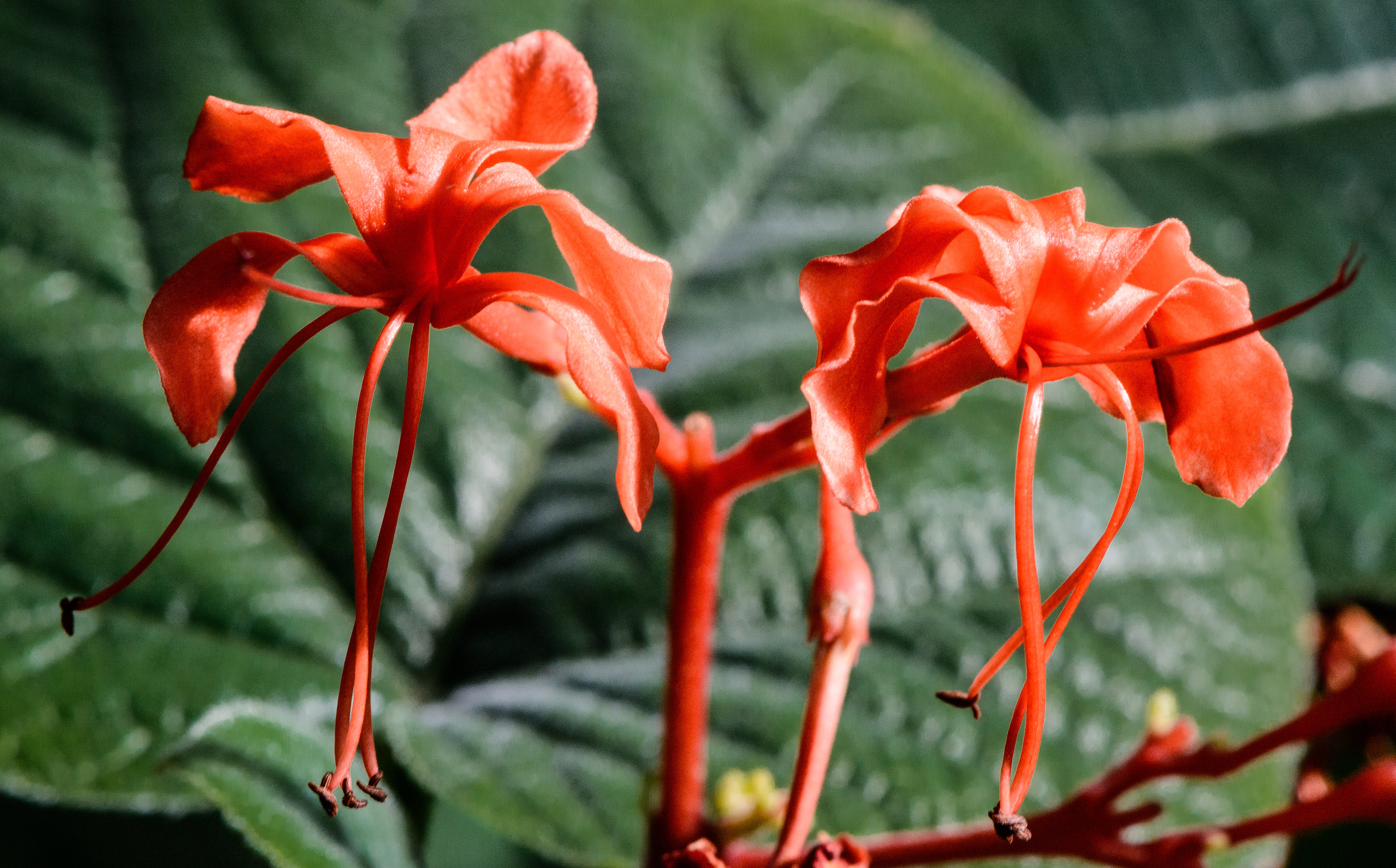 Close up of the reddish flowers