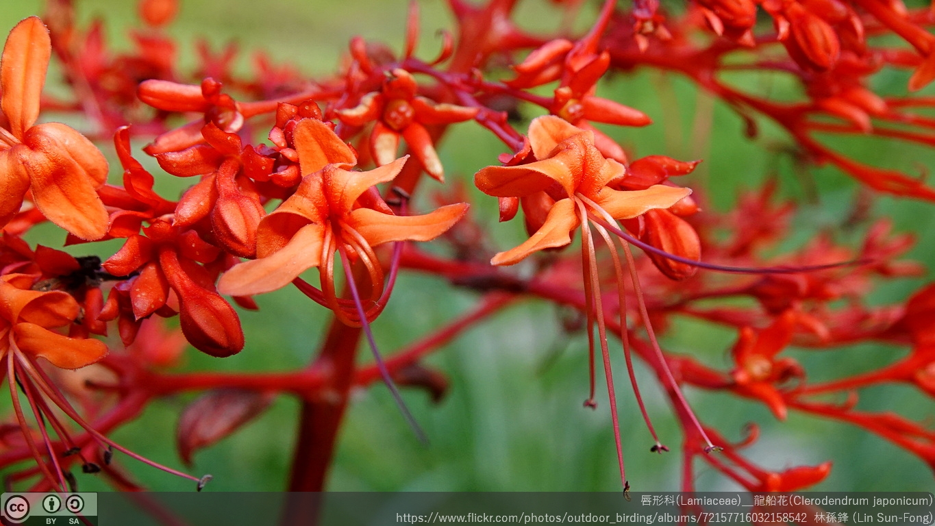 Close up of the reddish flower