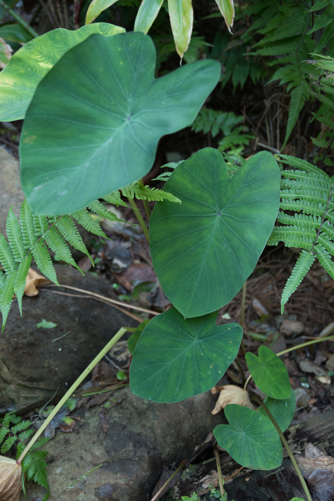 Young taro showing peltate leaves. 