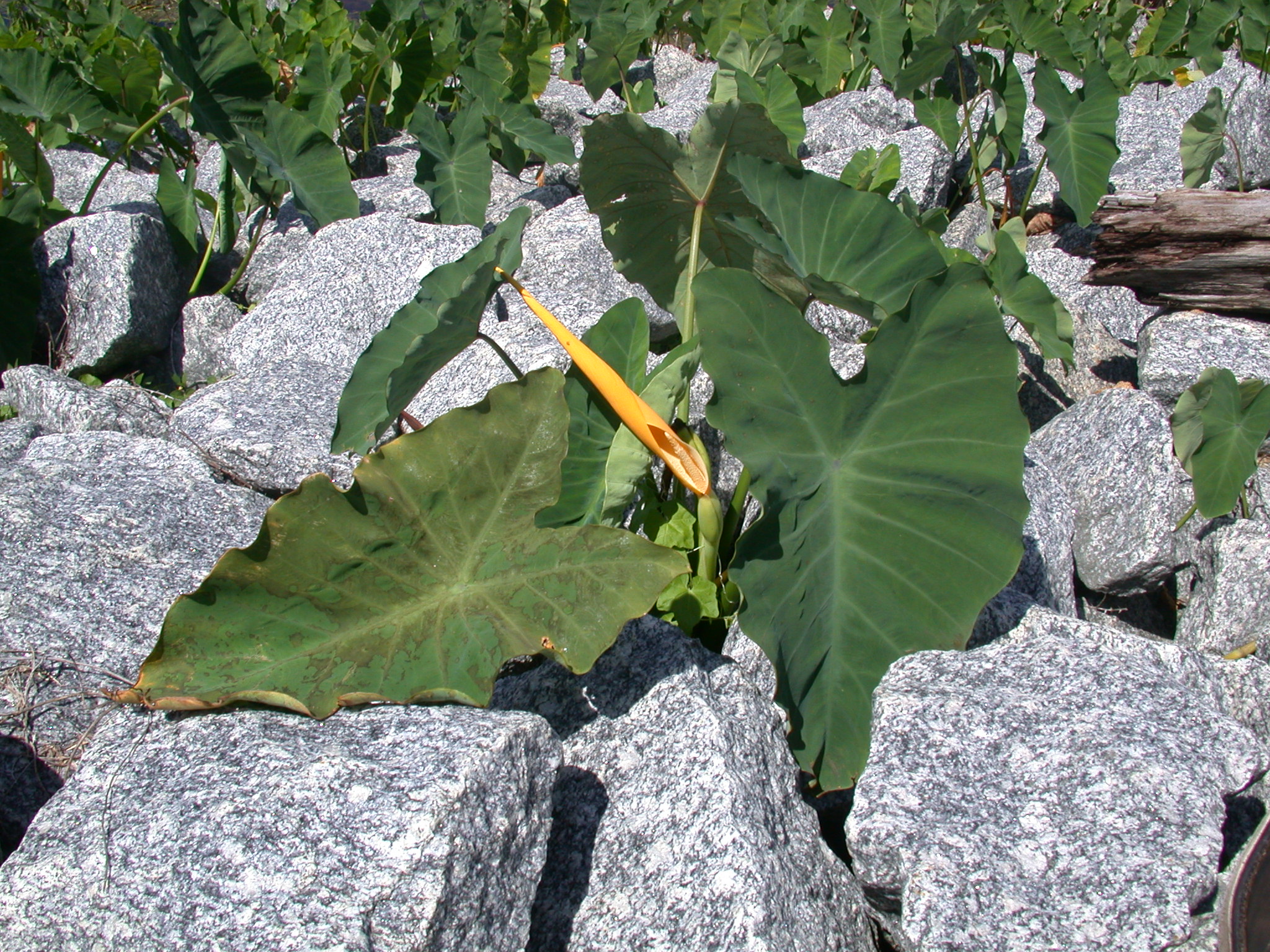 Large plant with spade and spadix flower